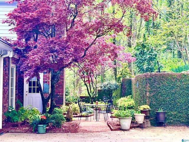 view of yard featuring a patio