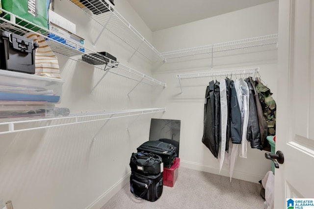 spacious closet featuring carpet flooring