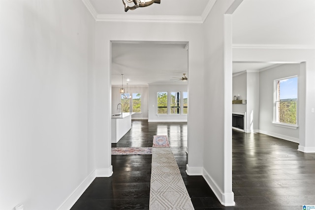 hall with a wealth of natural light, dark wood-type flooring, and crown molding