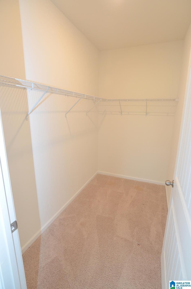 spacious closet featuring carpet