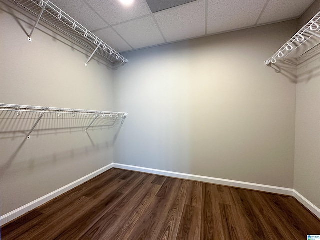 walk in closet with wood finished floors and a paneled ceiling