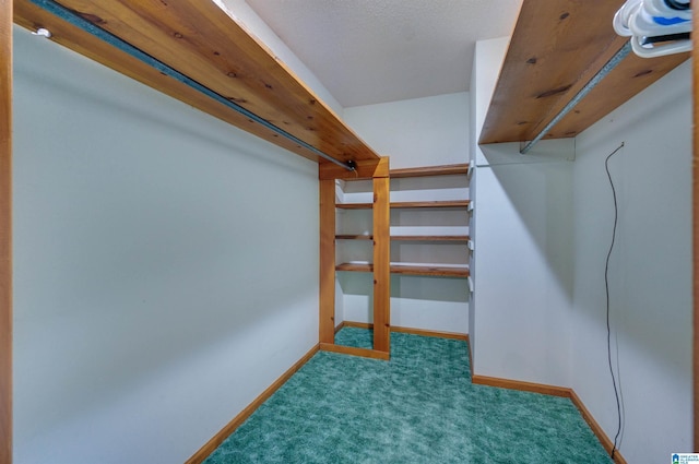 spacious closet featuring carpet