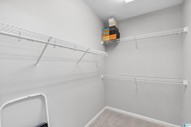 spacious closet featuring carpet floors