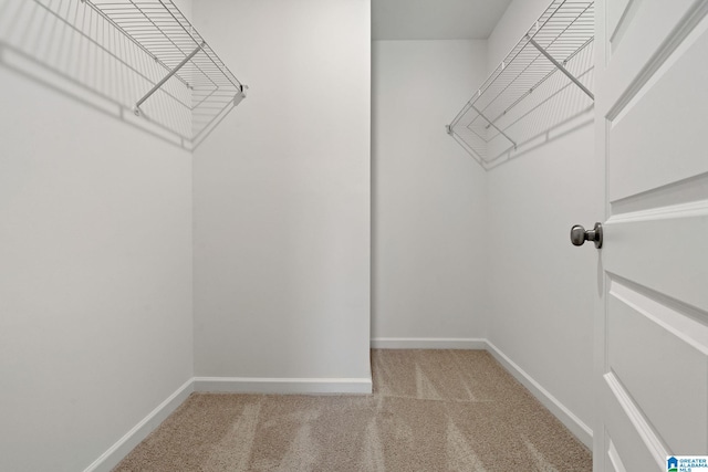 walk in closet with carpet flooring