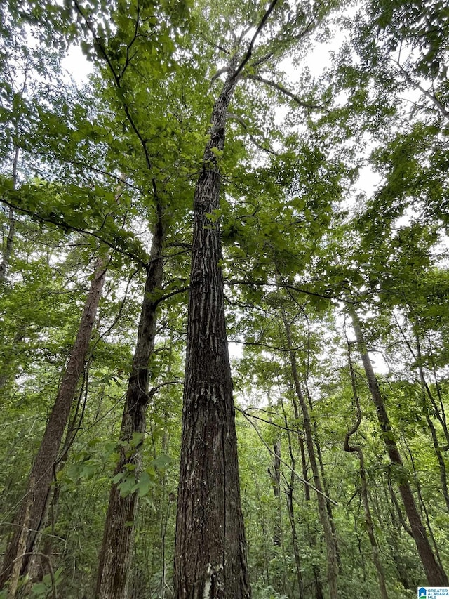 720 Good Hope Delta Rd, Delta, AL 36258 - view of tree filled area