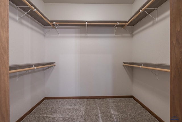 walk in closet with carpet flooring