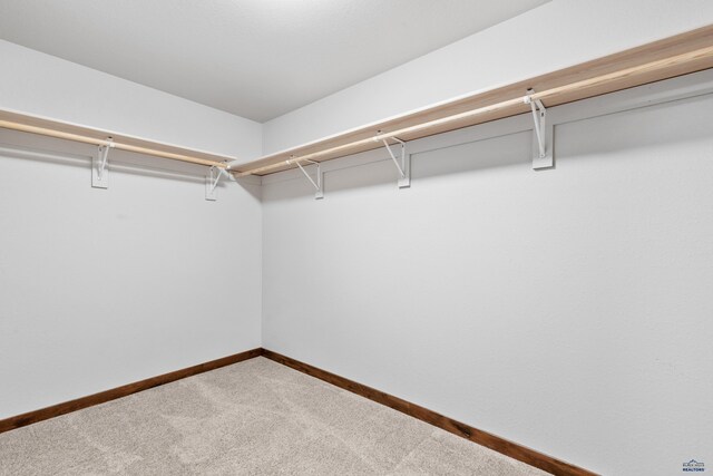 walk in closet featuring carpet