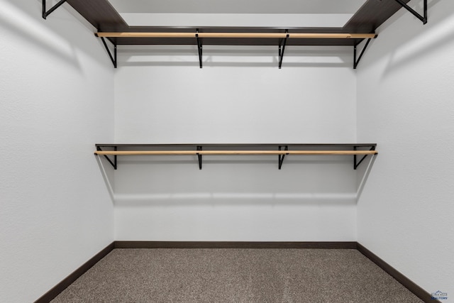 spacious closet featuring carpet flooring