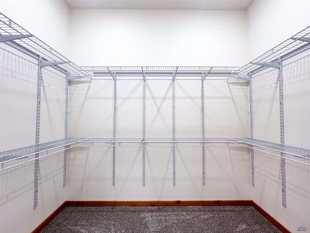 spacious closet featuring carpet