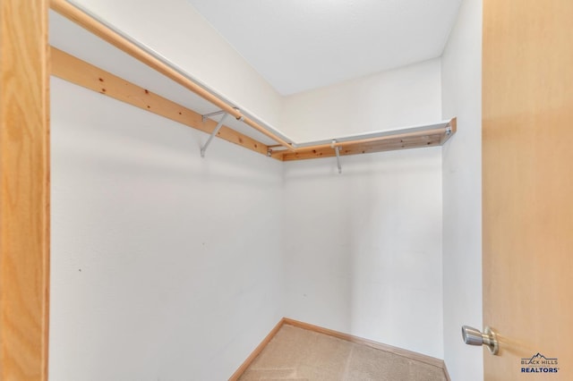 walk in closet featuring carpet flooring