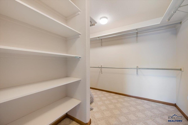 walk in closet featuring carpet flooring