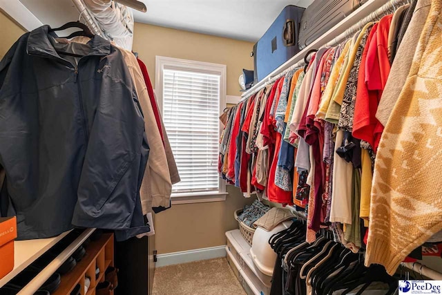 walk in closet with carpet