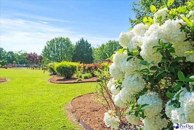 526 Shannon Rd, Marion, SC 29571 - view of yard