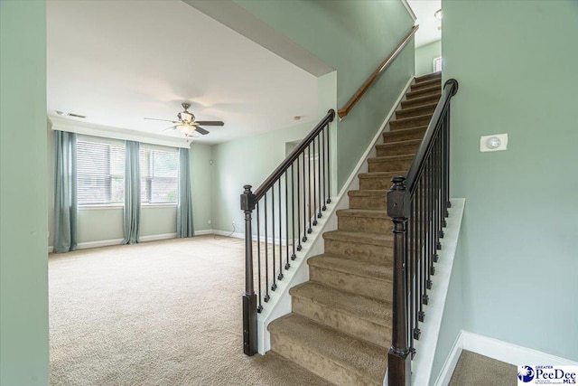 stairway featuring ceiling fan and carpet floors