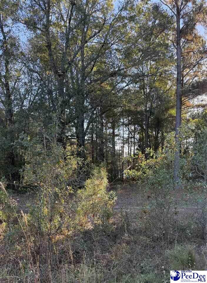 2935 Jackson Rd, Chesterfield, SC 29709 - photo 4