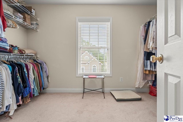 walk in closet with carpet floors
