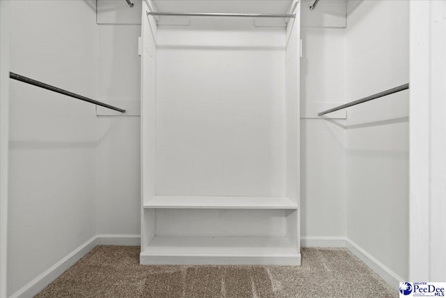 walk in closet with carpet