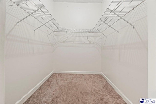 walk in closet with carpet floors