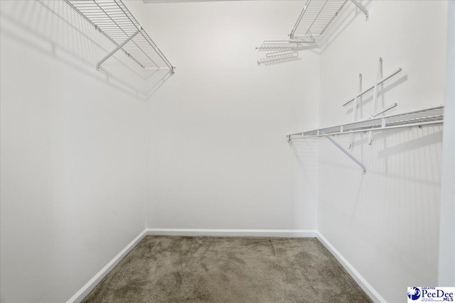 walk in closet featuring carpet flooring