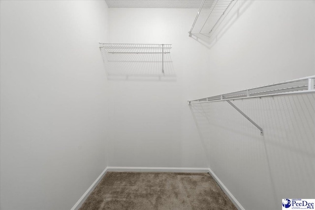 spacious closet featuring carpet floors