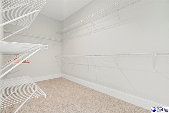 spacious closet featuring carpet floors