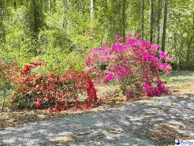 view of yard with a wooded view