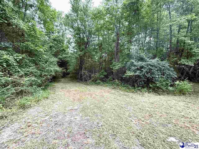840 Lake City Hwy, Johnsonville, SC 29555 - photo 5