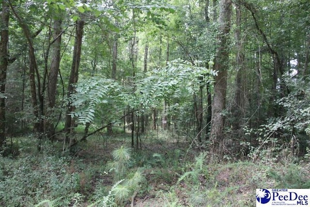 TBD Highway 145 N, Chesterfield, SC 29709 - photo 2