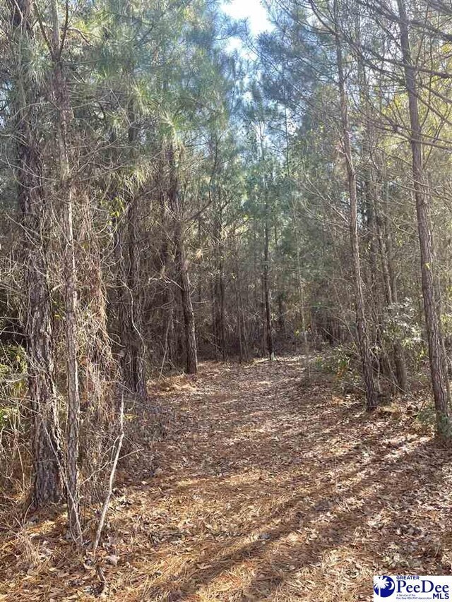 TBD Alice Myers Road, Olanta, SC 29114 - photo 12
