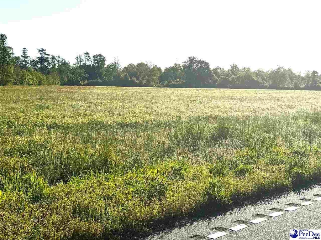 TRACT1 Borkowitz Rd, Scranton, SC 29591 - photo 3