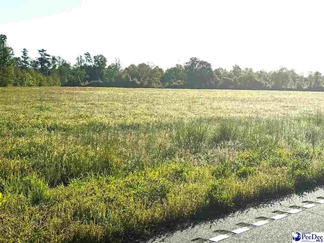 TRACT1 Borkowitz Rd, Scranton, SC 29591 - photo 3