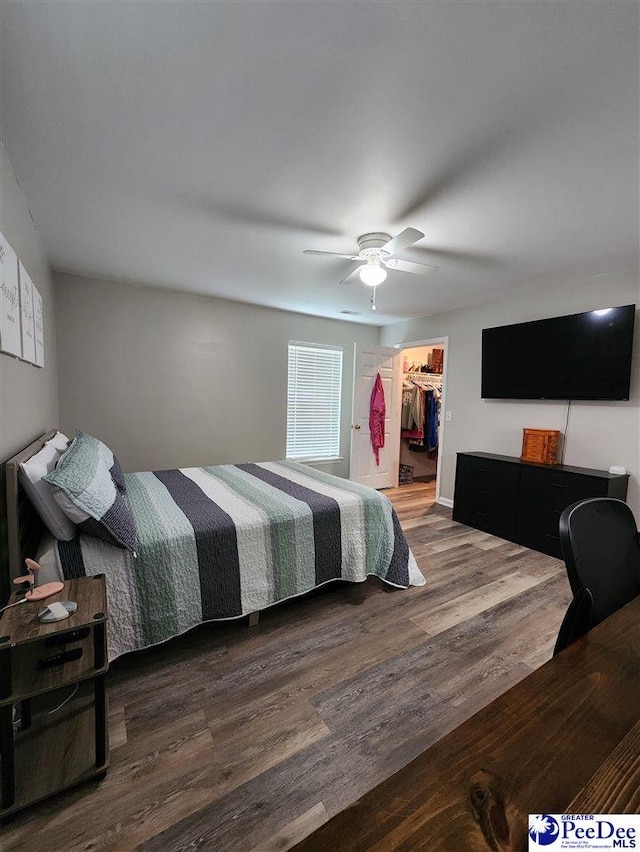 bedroom with a walk in closet, a ceiling fan, wood finished floors, and a closet