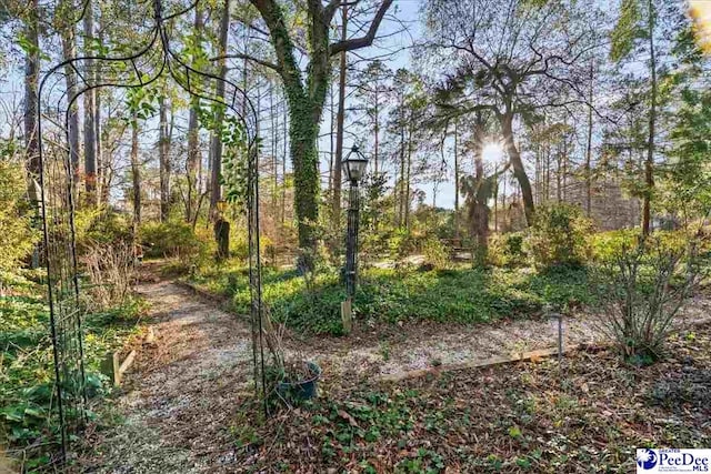 203 Huckleberry Dr, Cheraw, SC 29520 - photo 51