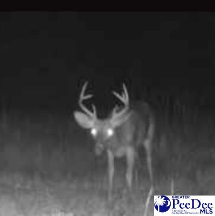 103.61ACRES Rucker Dr, Timmonsville, SC 29161 - photo 23