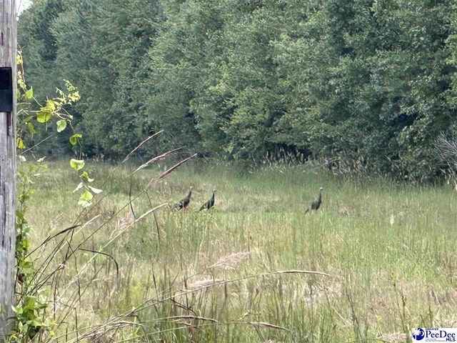 103.61ACRES Rucker Dr, Timmonsville, SC 29161 - photo 18
