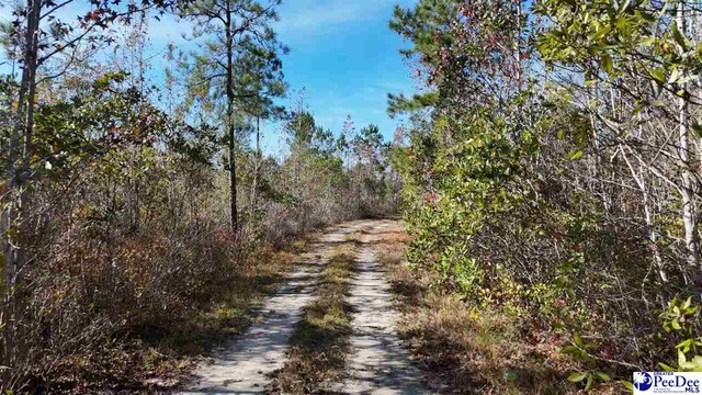 103.61ACRES Rucker Dr, Timmonsville, SC 29161 - photo 29