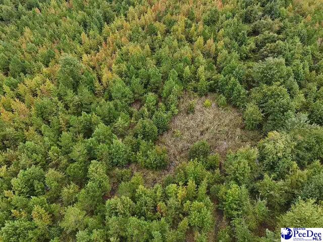 103.61ACRES Rucker Dr, Timmonsville, SC 29161 - photo 14