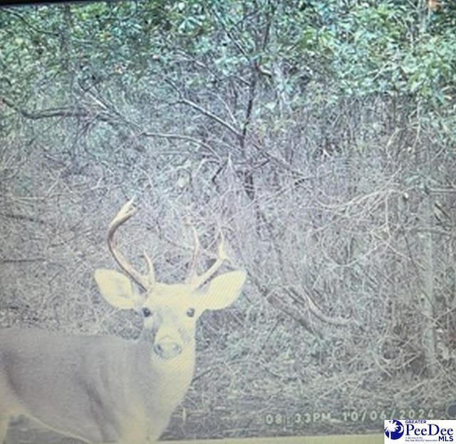 103.61ACRES Rucker Dr, Timmonsville, SC 29161 - photo 25