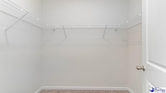 walk in closet featuring carpet flooring