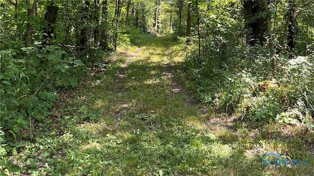 view of local wilderness