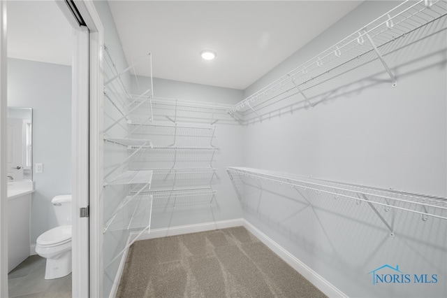 spacious closet featuring carpet