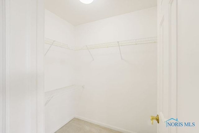 spacious closet featuring carpet floors