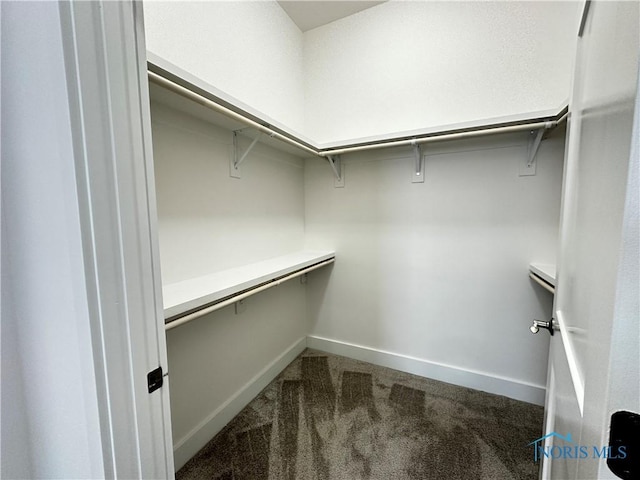 walk in closet with carpet floors