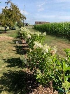 view of yard with a rural view