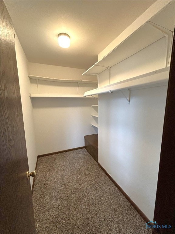 walk in closet featuring carpet floors