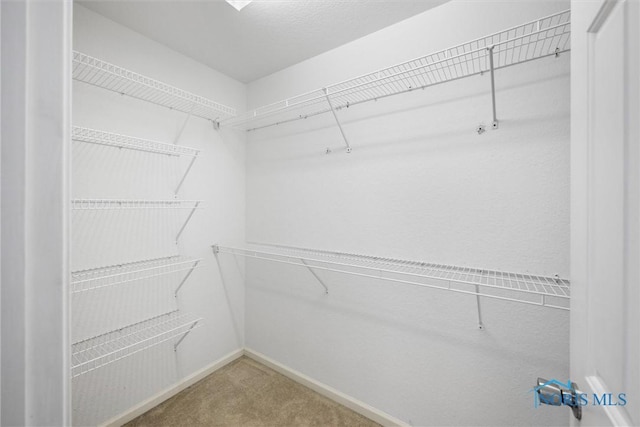 walk in closet with carpet floors