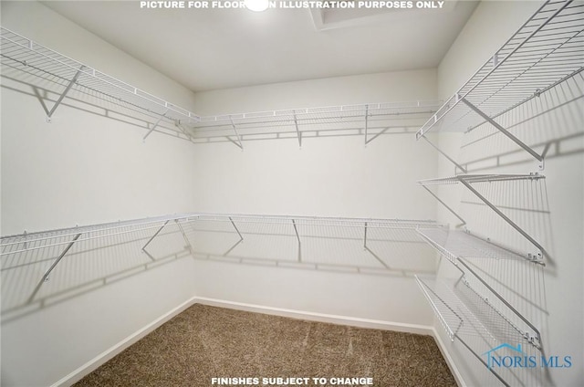 walk in closet featuring carpet flooring