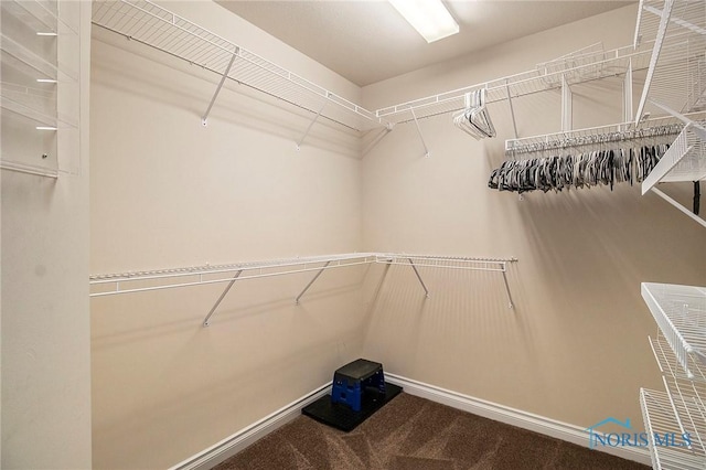 walk in closet with carpet flooring