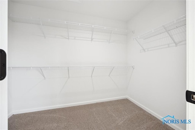 walk in closet with carpet