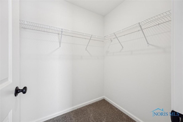 spacious closet featuring carpet flooring